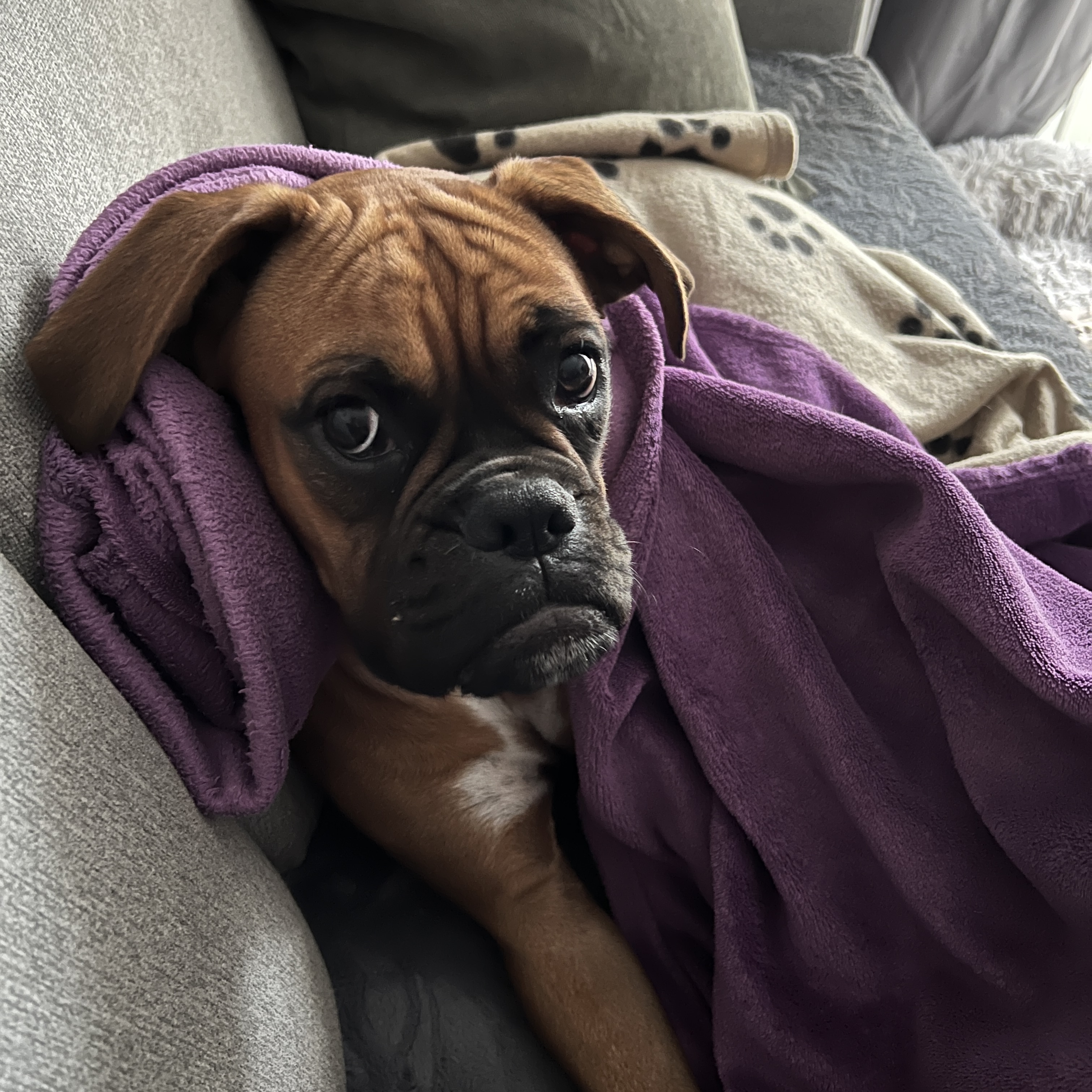 My adorable boxer pup